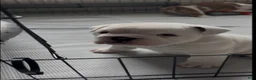 English Bulldog dogs for sale: English Bulldog 2 - Ad 1