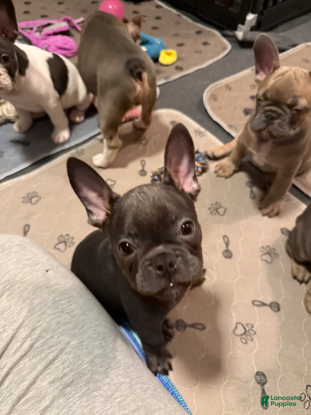 French Bulldog dogs for sale: Kermit - Ad 2