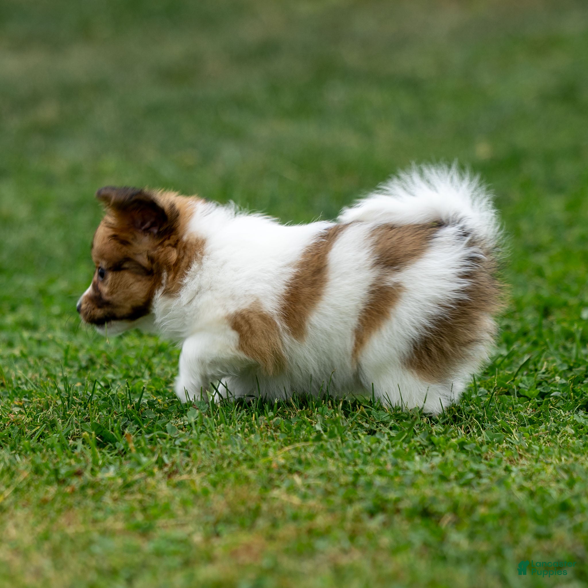 Papillon dogs Rocky - Ad 2