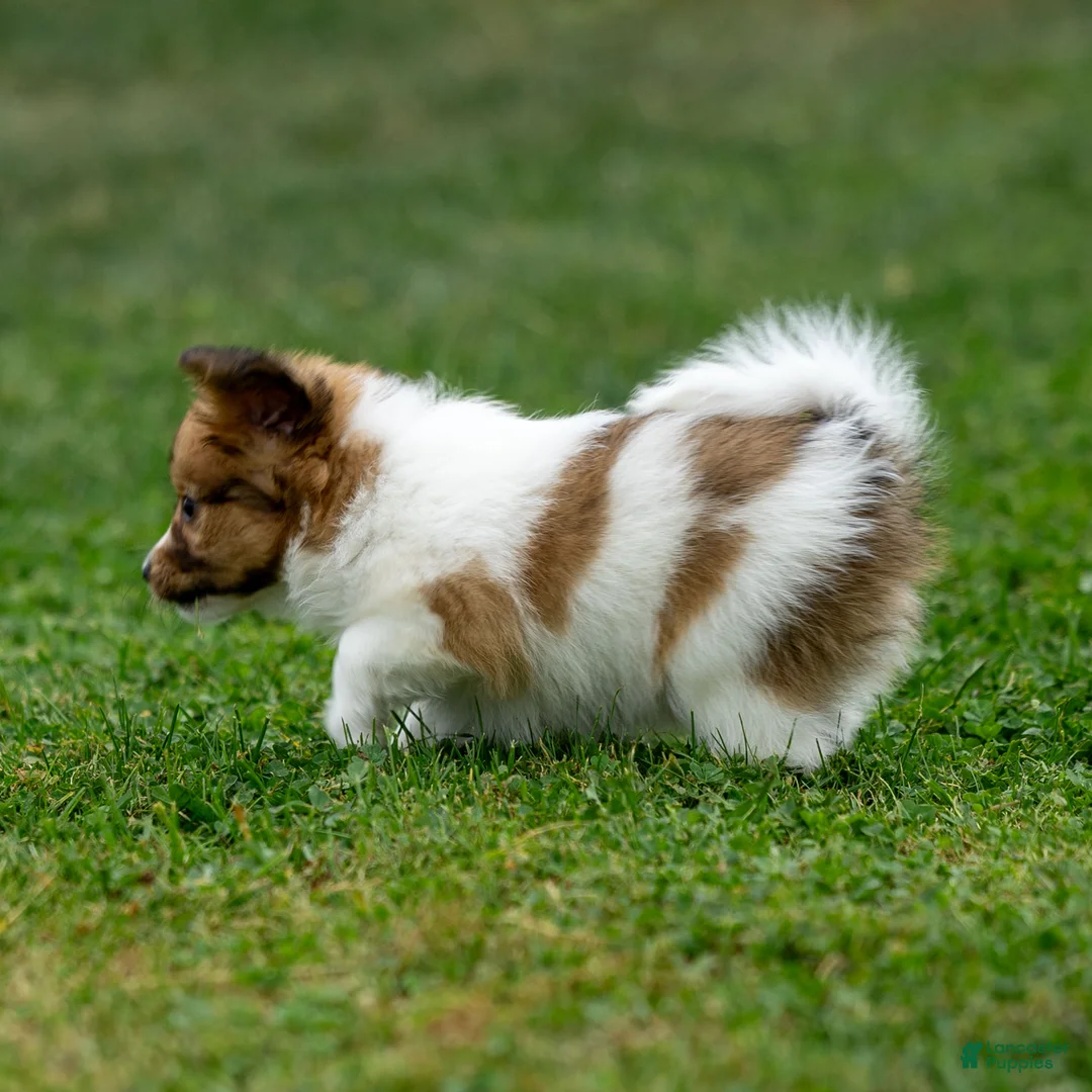 Papillon dogs for sale: Rocky - Ad 2