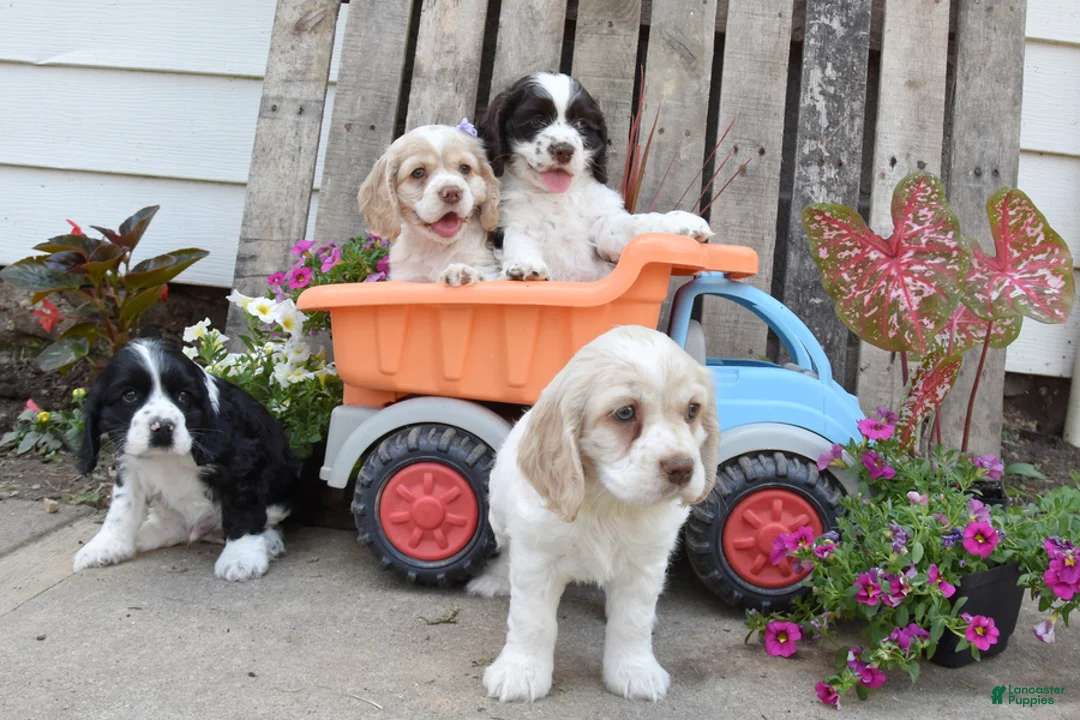 Cocker Spaniel dogs for sale: Dustin - Ad 3