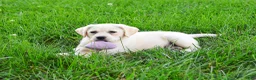 Labrador Retriever dogs for sale: Silvermist - Ad 5