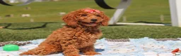 Miniature Labradoodle dogs for sale: Treva - Ad 4