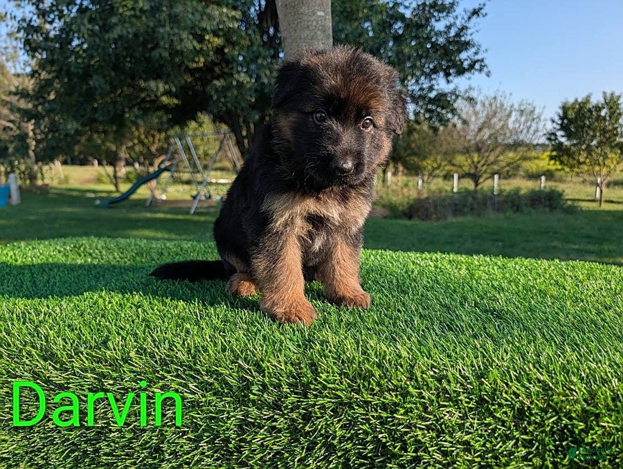German Shepherd dogs Darvin - Ad 1
