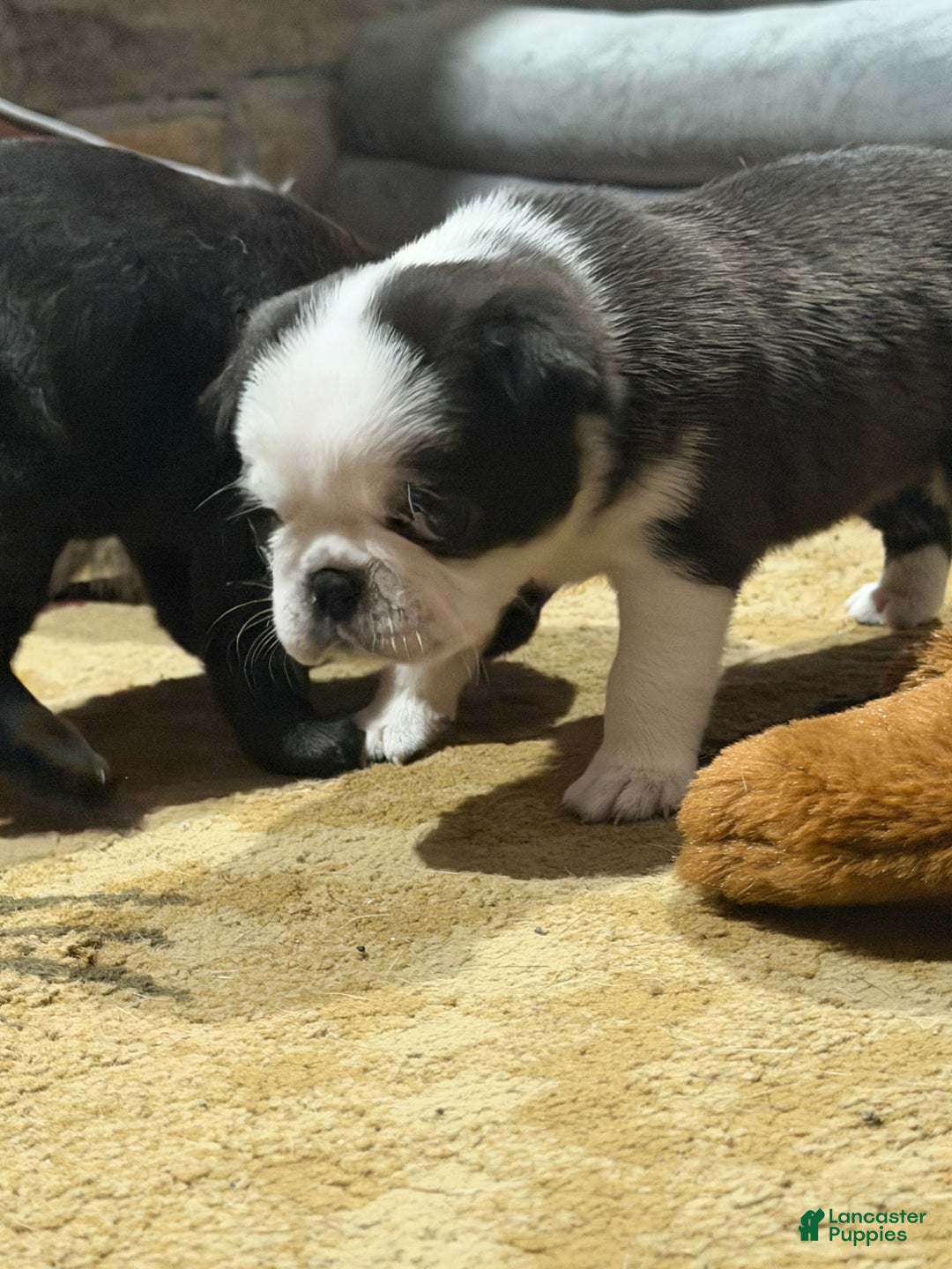 Pug dogs for sale: Oreo  - Ad 2