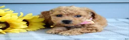 Bichpoo dogs for sale: Sunny - Ad 8