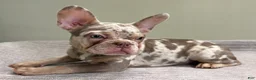 French Bulldog dogs for sale: Misty - Ad 7