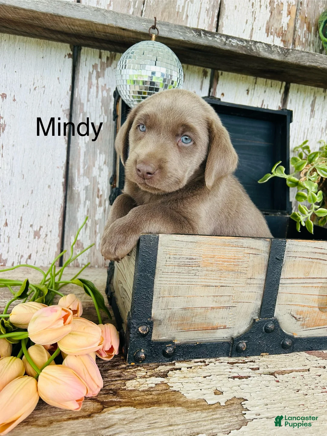 Labrador Retriever dogs for sale: Mindy  - Ad 1