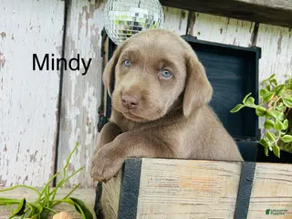 Labrador Retriever dogs for sale: Mindy - Ad 1