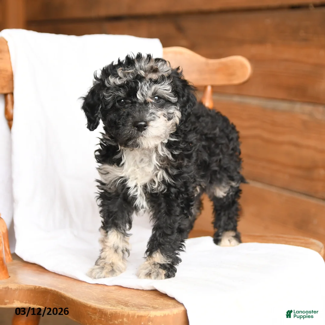 Miniature Poodle dogs for sale: Theo - Ad 5