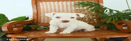 Jack Russell Terrier dogs for sale: Rascal - Ad 3