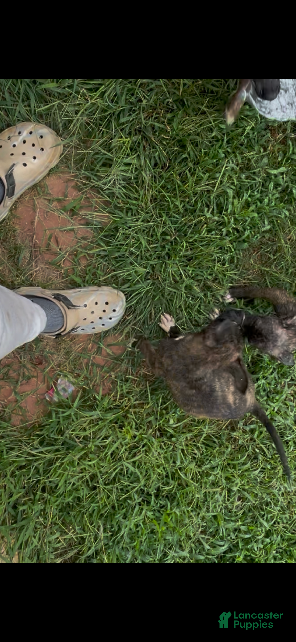 Mixed Breed dogs Mixed Breed 5 - Ad 32