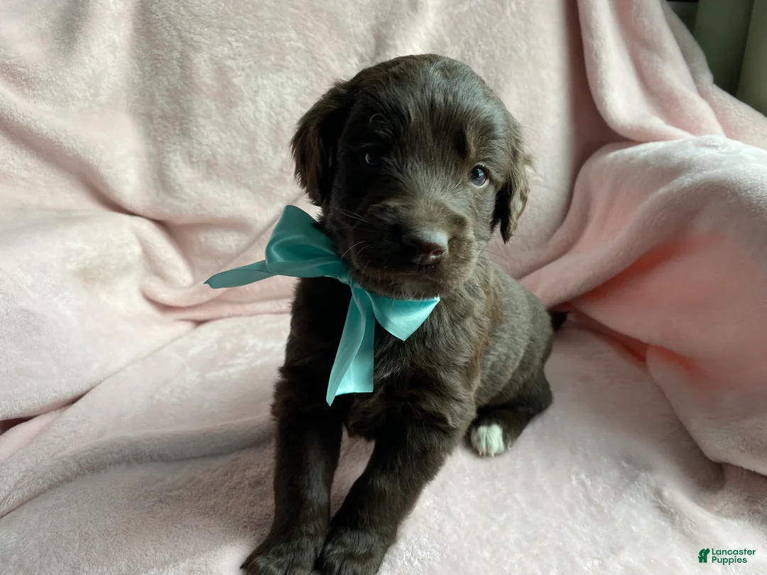 Mixed Breed dogs for sale: Timber - Ad 4