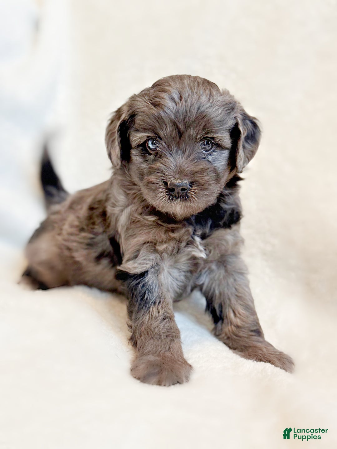 Mini Aussiedoodle dogs for sale: Remy - Ad 1
