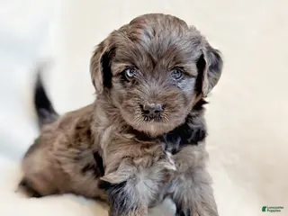 Mini Aussiedoodle dogs Remy - Ad 5