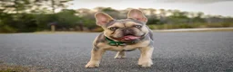 French Bulldog dogs for sale: Prince Phillip - Ad 5