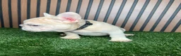French Bulldog dogs for sale: French Bulldog 1 - Ad 2