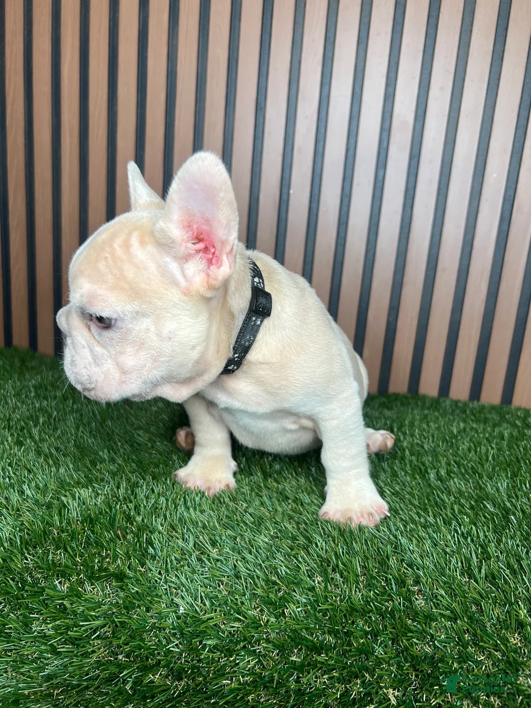 French Bulldog dogs for sale: French Bulldog 1 - Ad 2