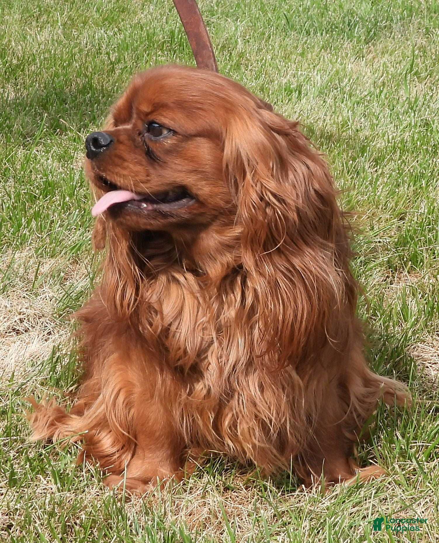 Cavalier King Charles Spaniel dogs Five Paddocks Bentley - Ad 38