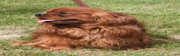 Cavalier King Charles Spaniel dogs for sale: Five Paddocks Bentley - Ad 1