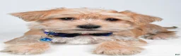 Morkie dogs for sale: Gunner - Ad 4