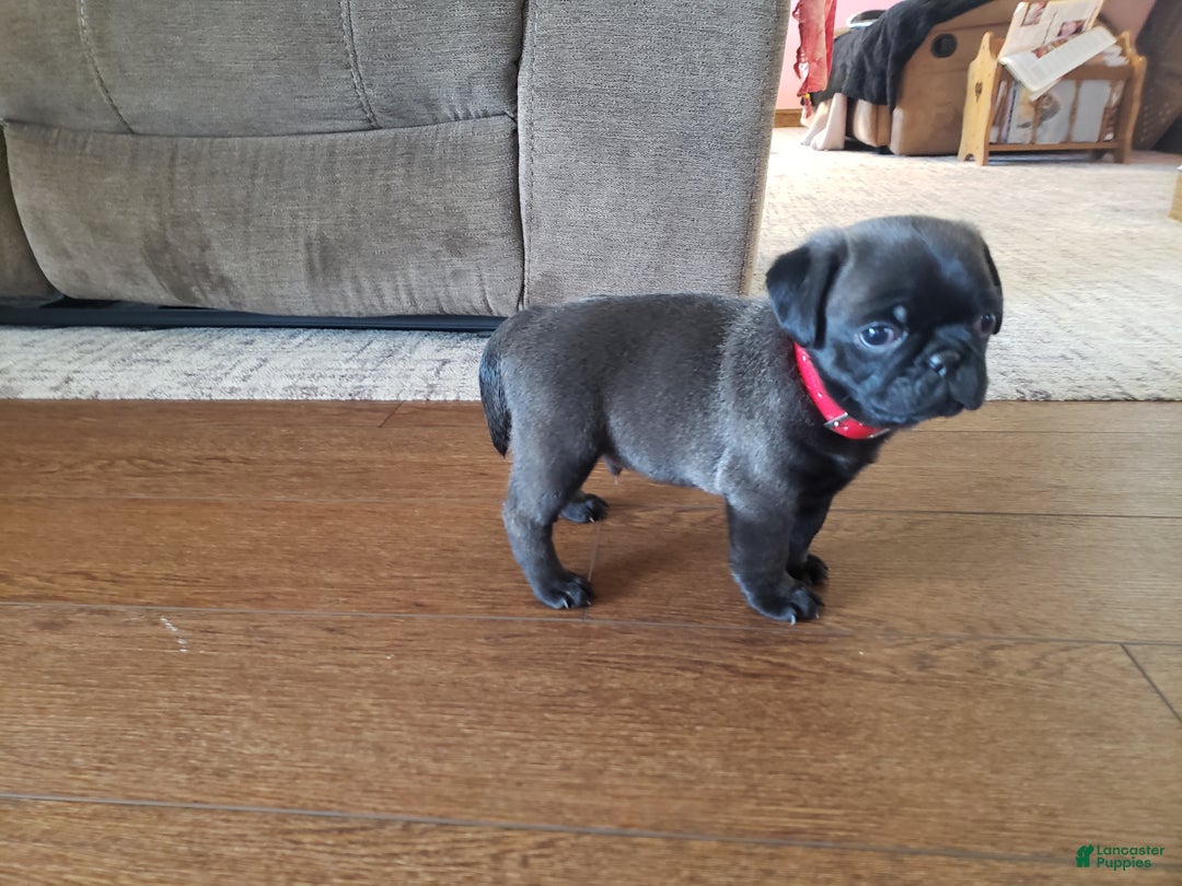 Pug dogs for sale: Ryker - Ad 3