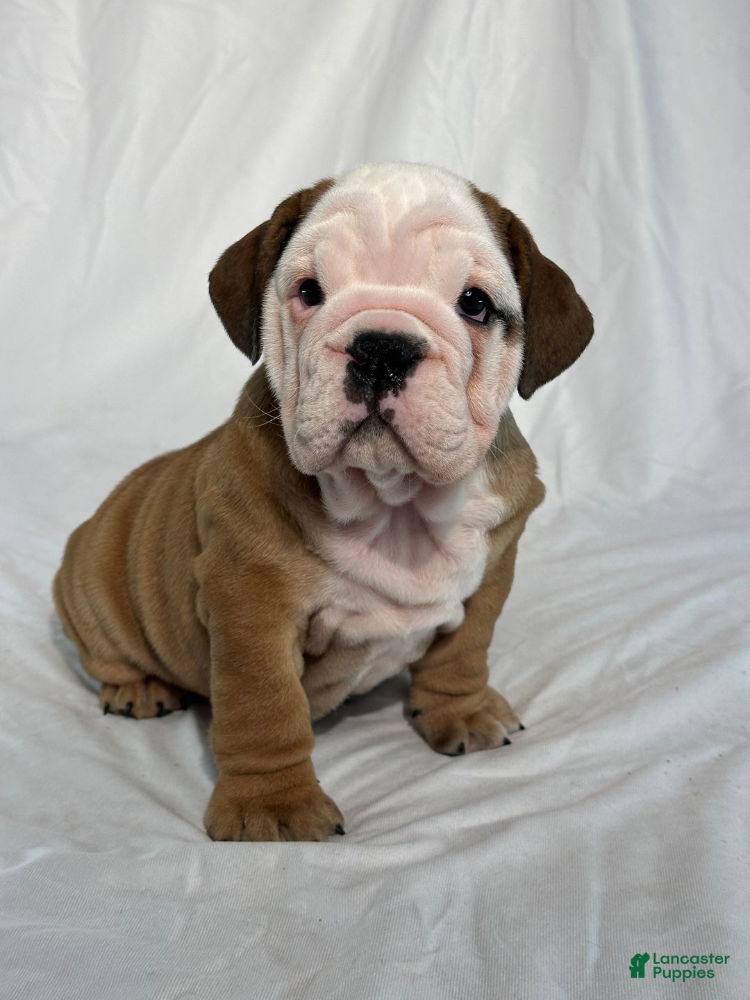 English Bulldog dogs for sale: Rambo - Ad 6