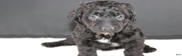 Mini Goldendoodle dogs for sale: Felicity - Ad 10