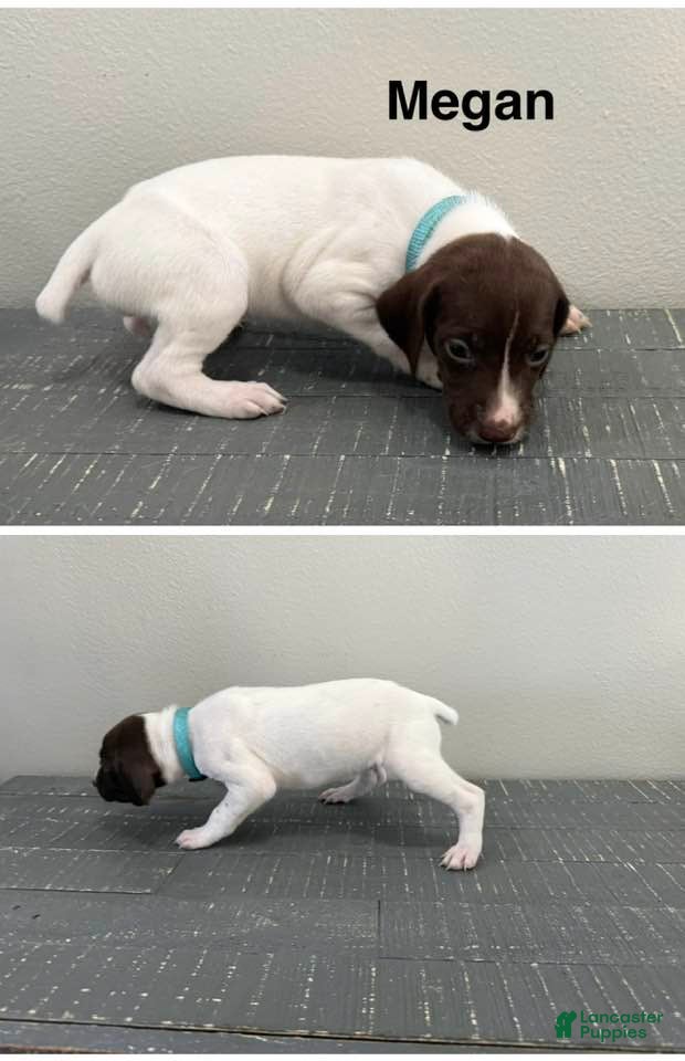 German Shorthaired Pointer dogs Megan - Ad 2