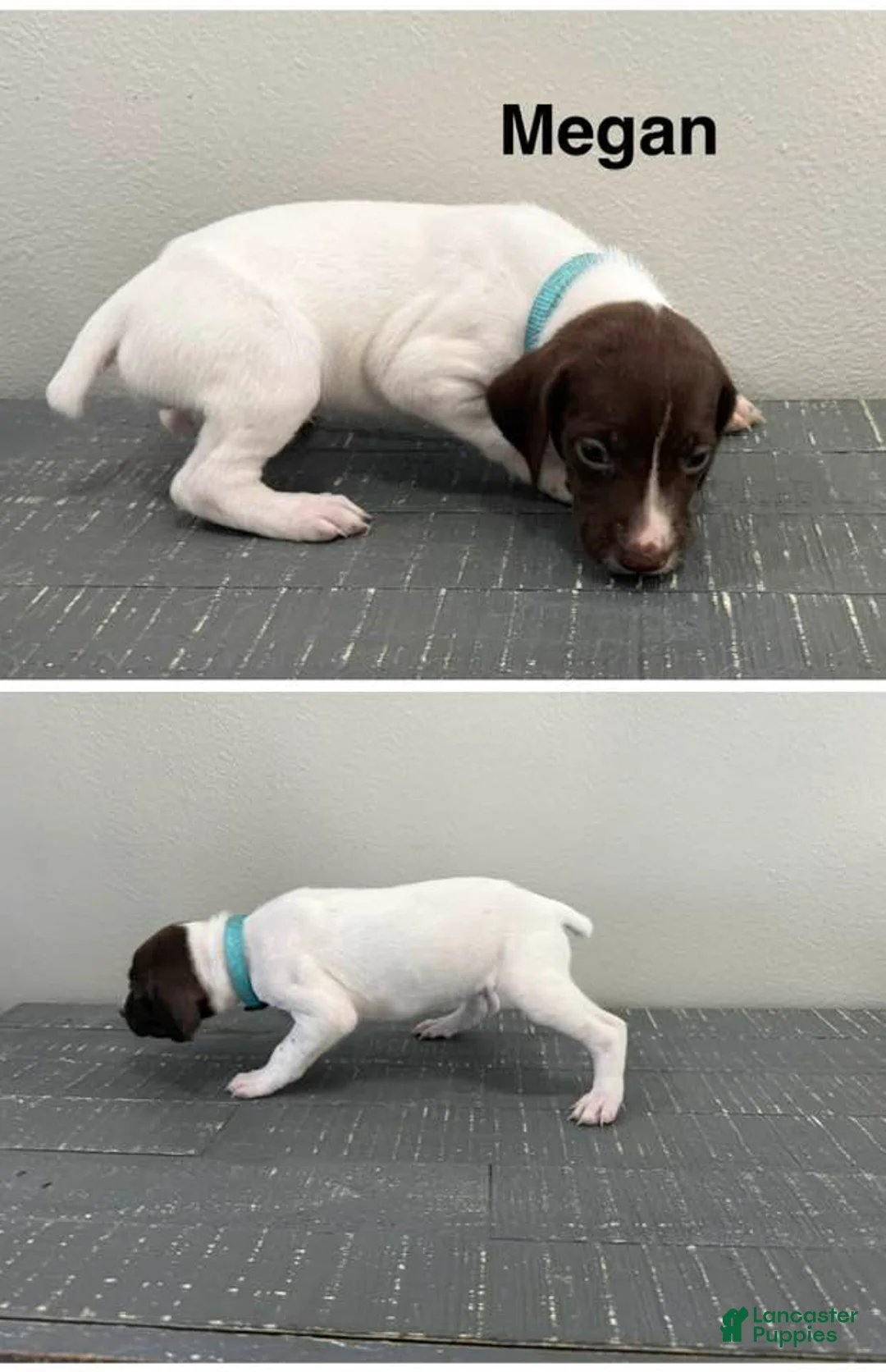 German Shorthaired Pointer dogs for sale: Megan - Ad 1