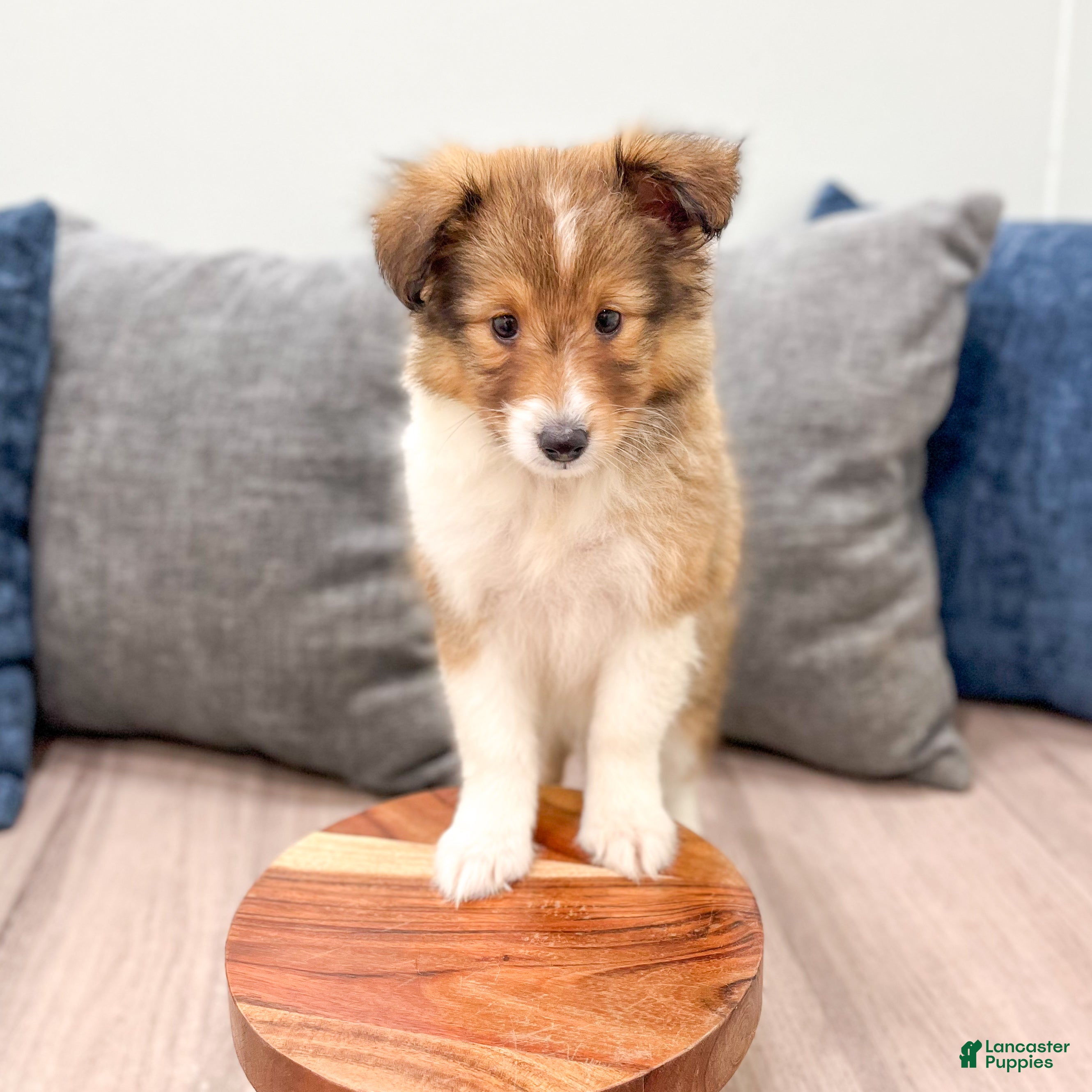 Shetland Sheepdog dogs Lacy - Ad 2