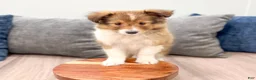 Shetland Sheepdog dogs for sale: Lacy - Ad 2