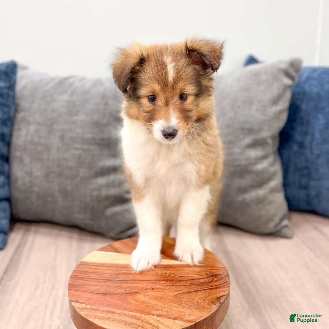 Shetland Sheepdog dogs for sale: Lacy - Ad 2