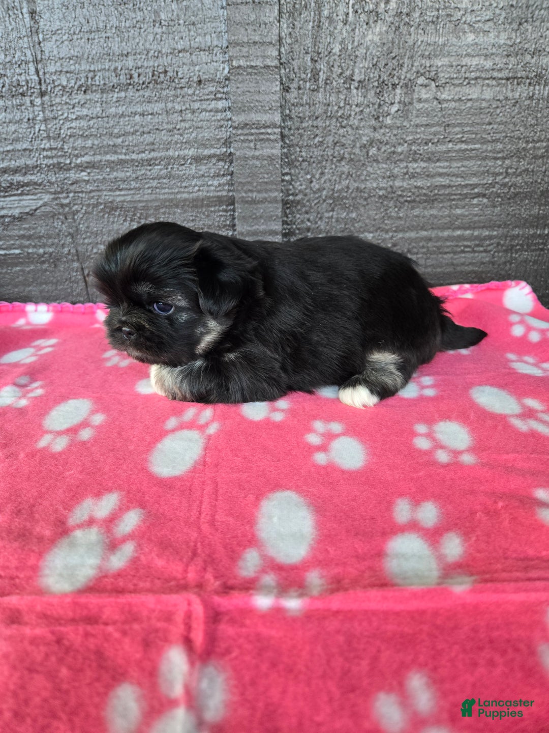 Pekingese dogs for sale: Enid - Ad 1