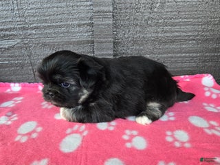 Pekingese dogs Enid - Ad 8