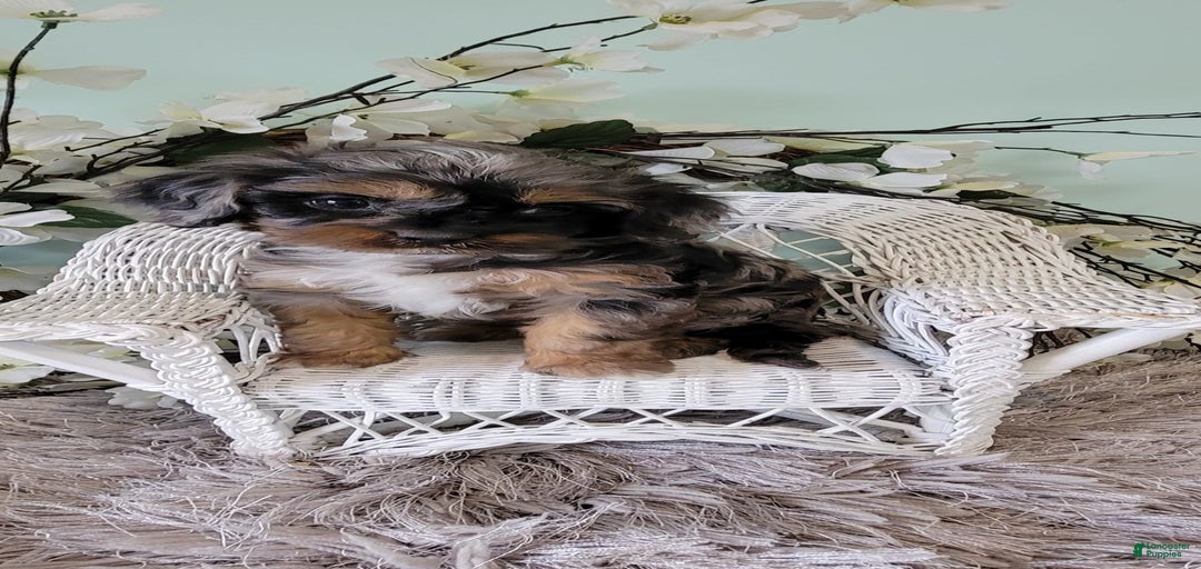 Gallery Image {{count}}