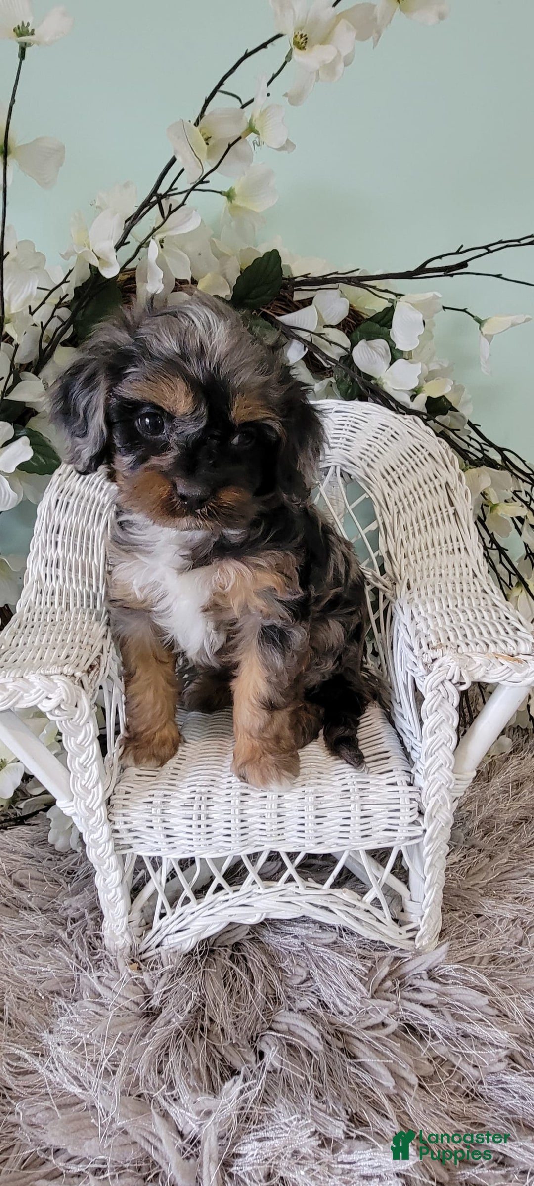 Gallery Image {{count}}