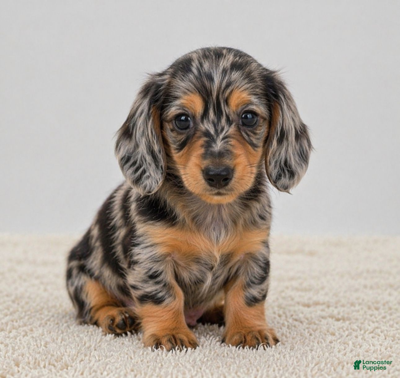 Miniature Dachshund dogs Willow - Ad 2