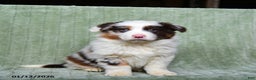 Australian Shepherd dogs for sale: Lady - Ad 1