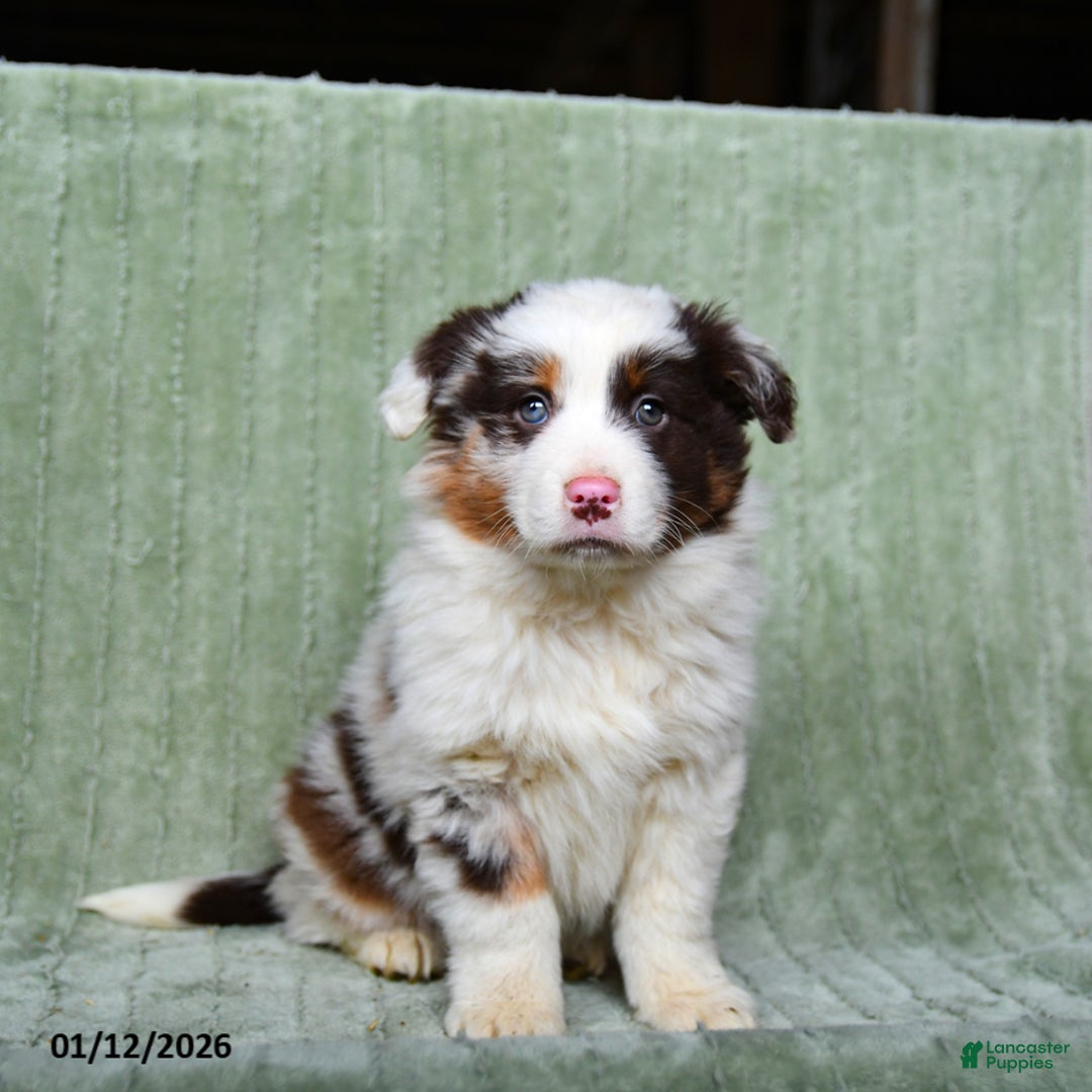 Australian Shepherd dogs for sale: Lady - Ad 1