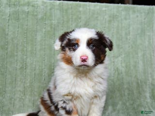 Australian Shepherd dogs Lady - Ad 40