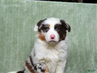Australian Shepherd dogs Lady - Ad 42