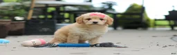 Cavapoo dogs for sale: Dolly - Ad 6