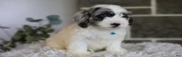 Maltipoo dogs for sale: Dexter  - Ad 9