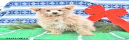 Pomapoo dogs for sale: Teddy Bear - Ad 5