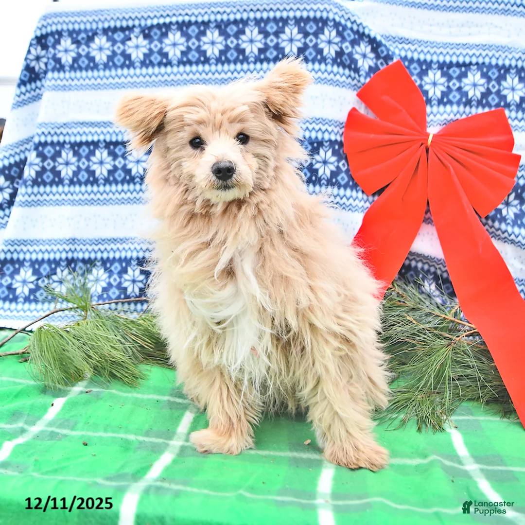 Pomapoo dogs for sale: Litter of Pomapoo - Ad 11