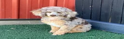 Miniature Poodle dogs for sale: oreo - Ad 8