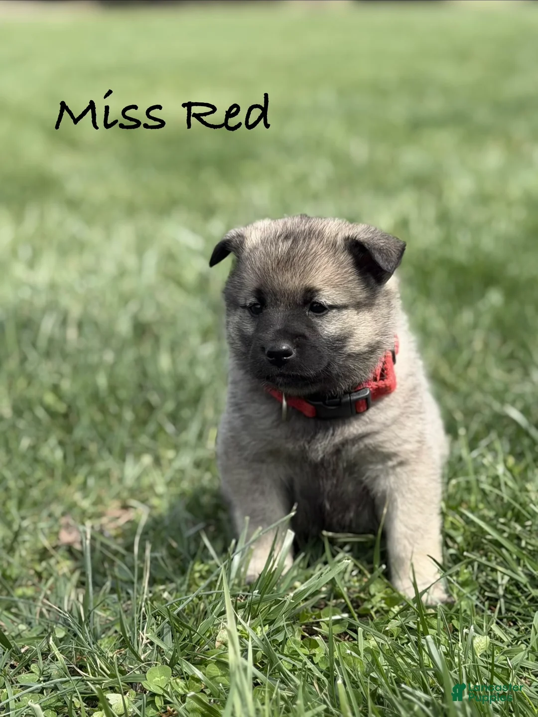 Norwegian Elkhound dogs for sale: Miss Red  - Ad 1