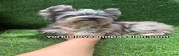 Yorkshire Terrier dogs for sale: Merle male one blue eye  - Ad 5