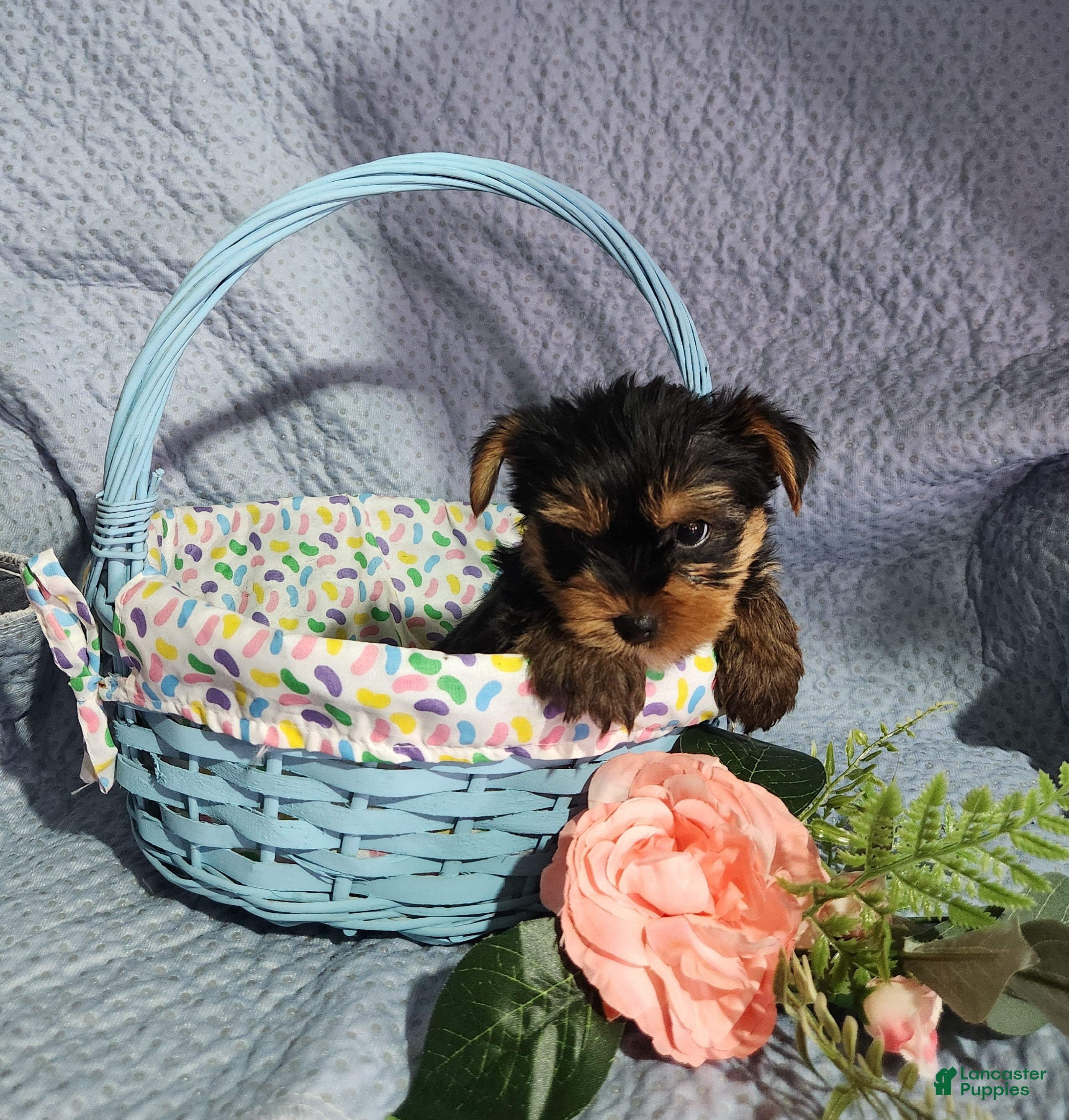 Yorkshire Terrier dogs Sunny - Ad 2